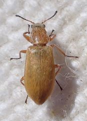 Vectura longiceps