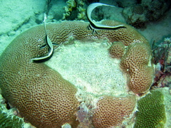 Eques punctatus