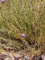 Monardella viminea