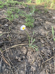 Erigeron flagellaris