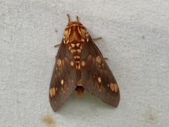 Citheronia bellavista
