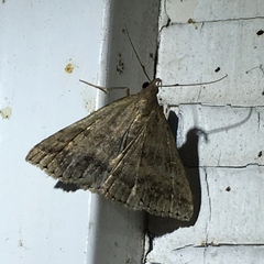 Renia flavipunctalis