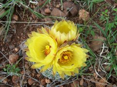 Coryphantha pseudoradians