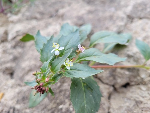 dwarf suncup (Eremothera pygmaea)