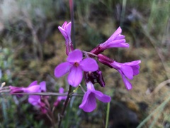 Arabis aculeolata