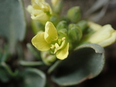 Physaria pruinosa