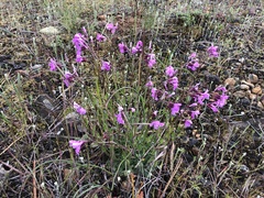 Arabis aculeolata