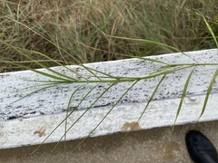 Distichlis distichophylla