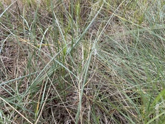 Distichlis distichophylla