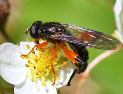 Chalcosyrphus vecors