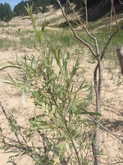 Salix petiolaris