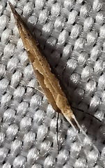 Plutella xylostella