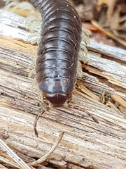 Thrinaphe hargeri