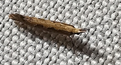 Plutella xylostella