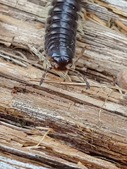 Thrinaphe hargeri