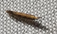 Plutella xylostella