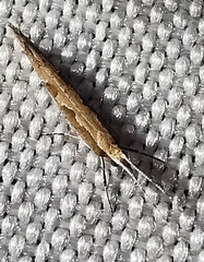 Plutella xylostella