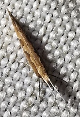 Plutella xylostella