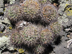 Mammillaria polythele