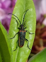 Desmocerus aureipennis