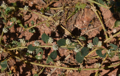 Omegandra kanisii