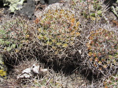 Mammillaria polythele