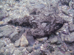 Ogcocephalus nasutus