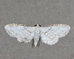 Eupithecia cretaceata