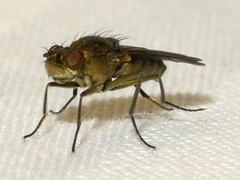 Ephydrinae