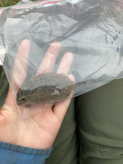 Reithrodontomys montanus