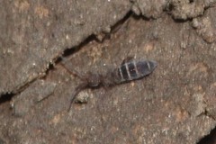 Orchesella hexfasciata