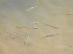 Opsariichthys evolans