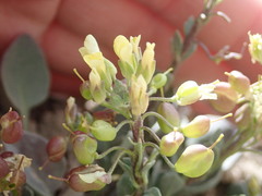Physaria pruinosa