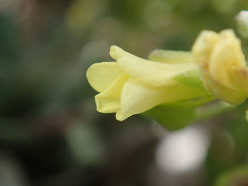 Pagosa Springs bladderpod (Lesquerella pruinosa)