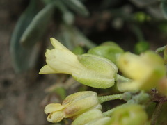 Physaria pruinosa