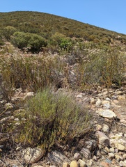 Monardella viminea
