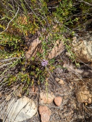 Monardella viminea