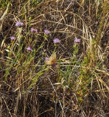 Speyeria callippe comstocki