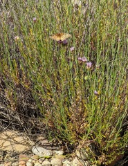 Speyeria callippe comstocki