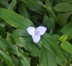 Tradescantia subaspera
