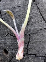 Pulsatilla