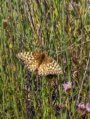 Speyeria callippe comstocki
