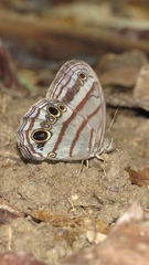 Magneuptychia