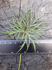 Pulsatilla