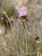 Monardella viminea