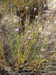 Monardella viminea