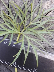 Pulsatilla