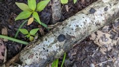 Annulohypoxylon truncatum