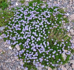 Globularia meridionalis