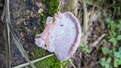 Abundisporus pubertatis